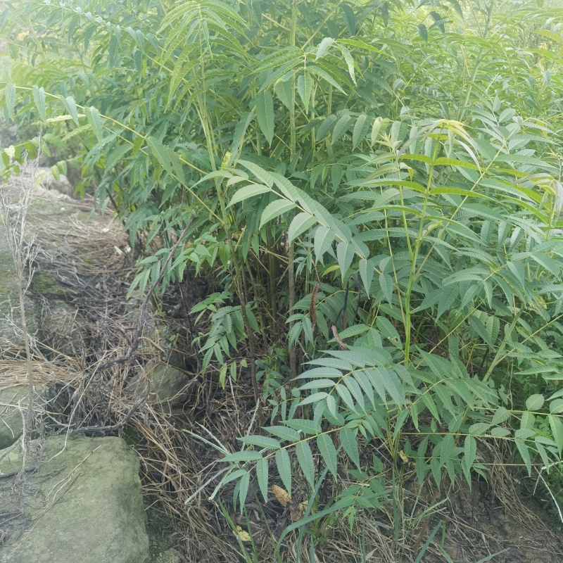 香椿苗基地自产自销