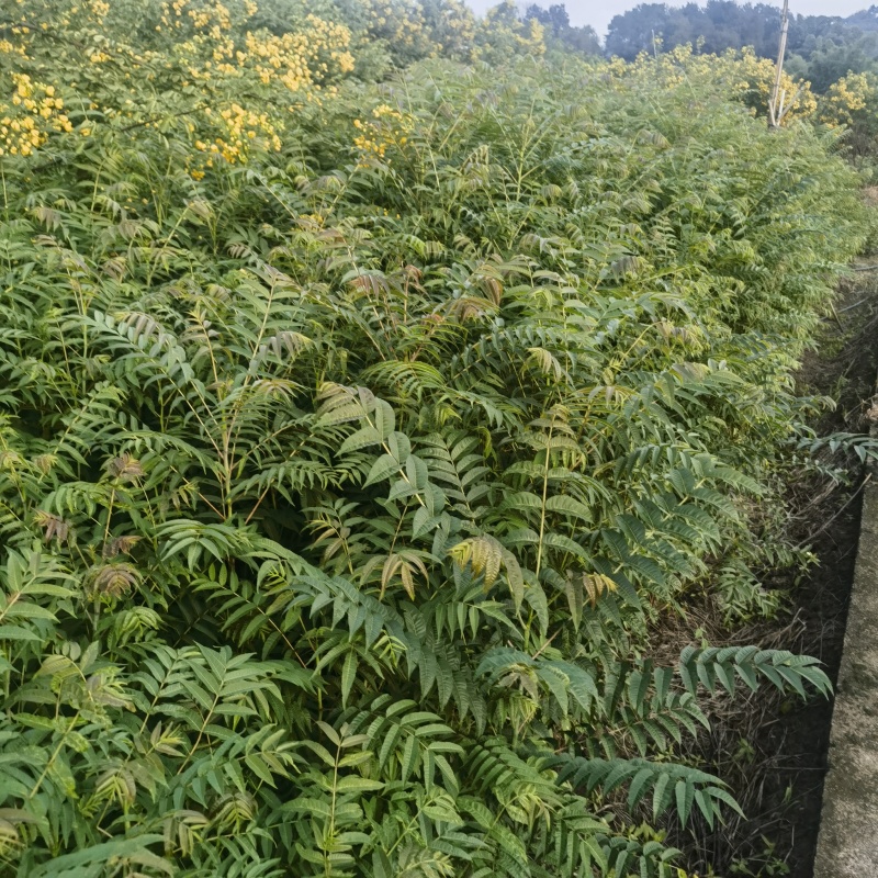香椿苗基地自产自销