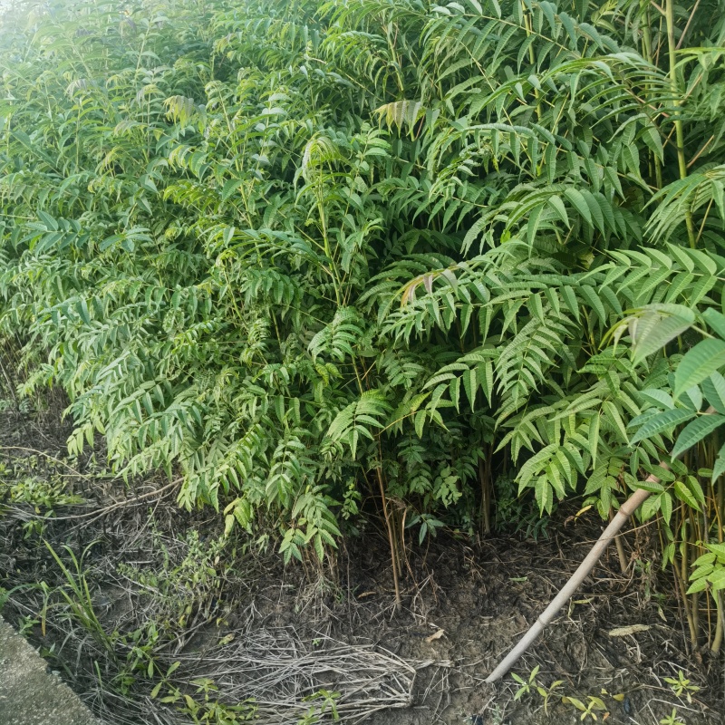 香椿苗基地自产自销