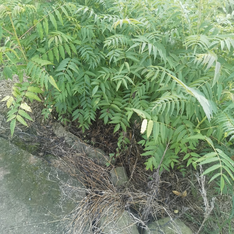 香椿苗基地自产自销