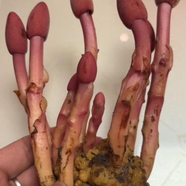 秦岭野生蛇菰