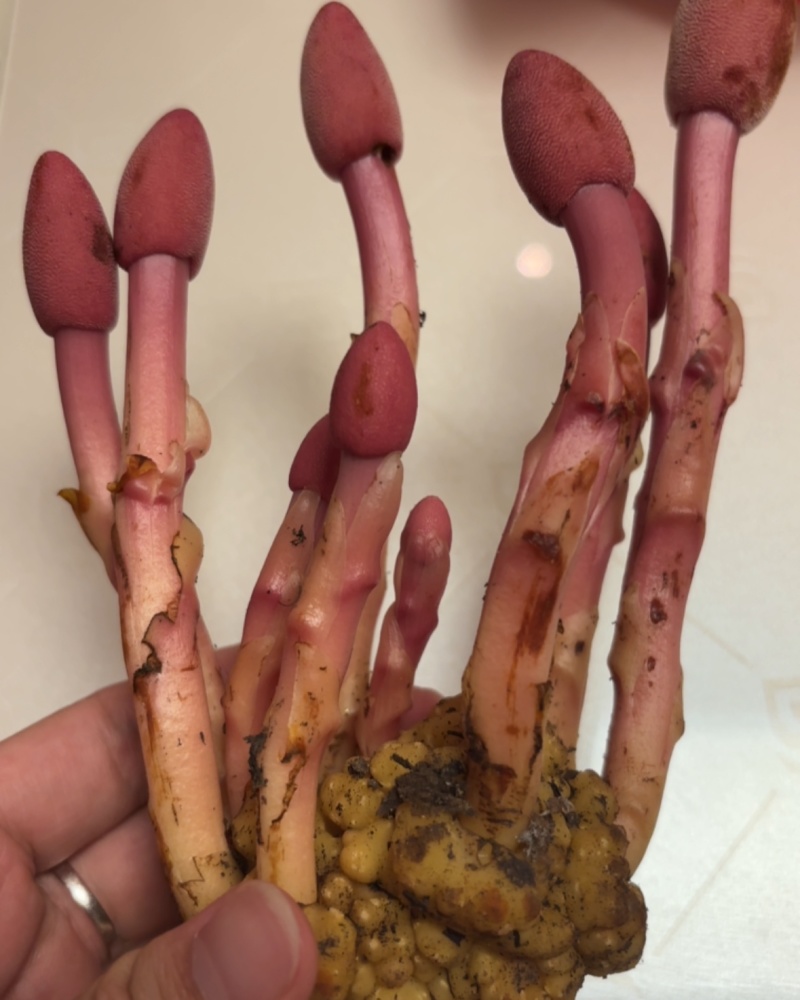 秦岭野生蛇菰