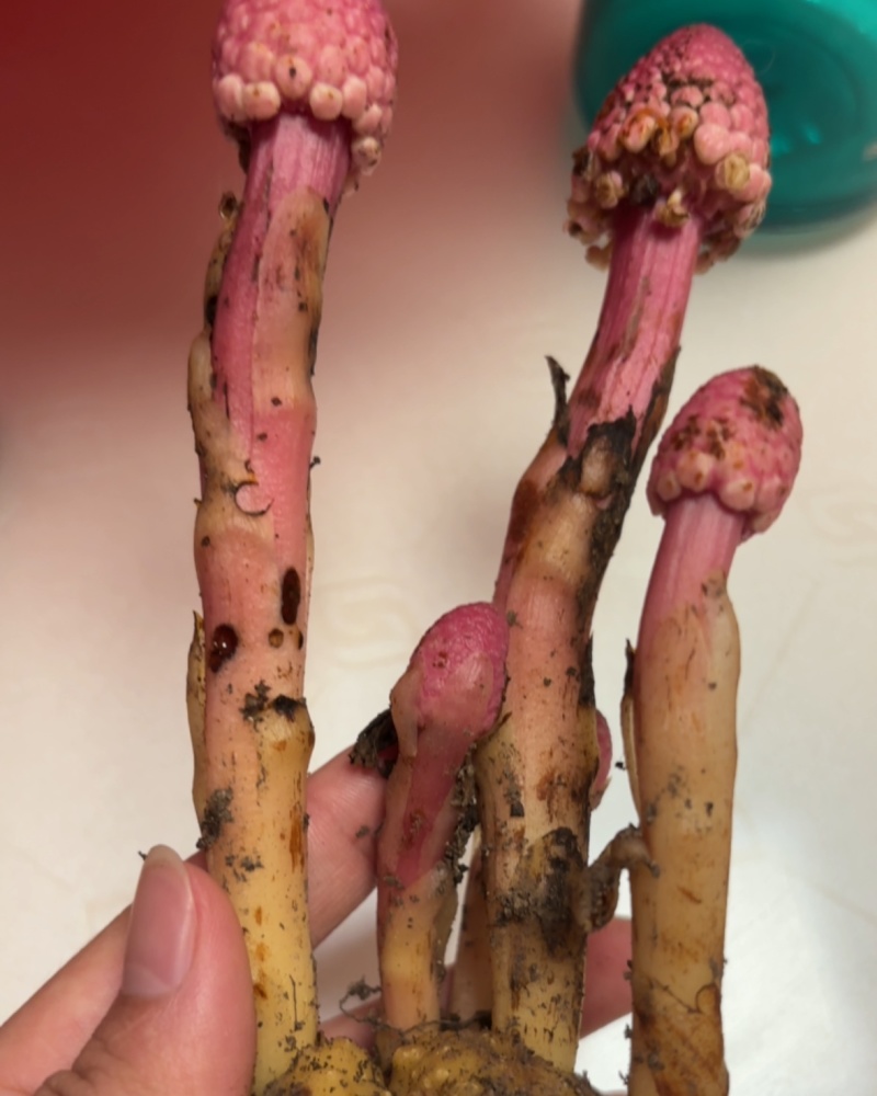 秦岭野生蛇菰