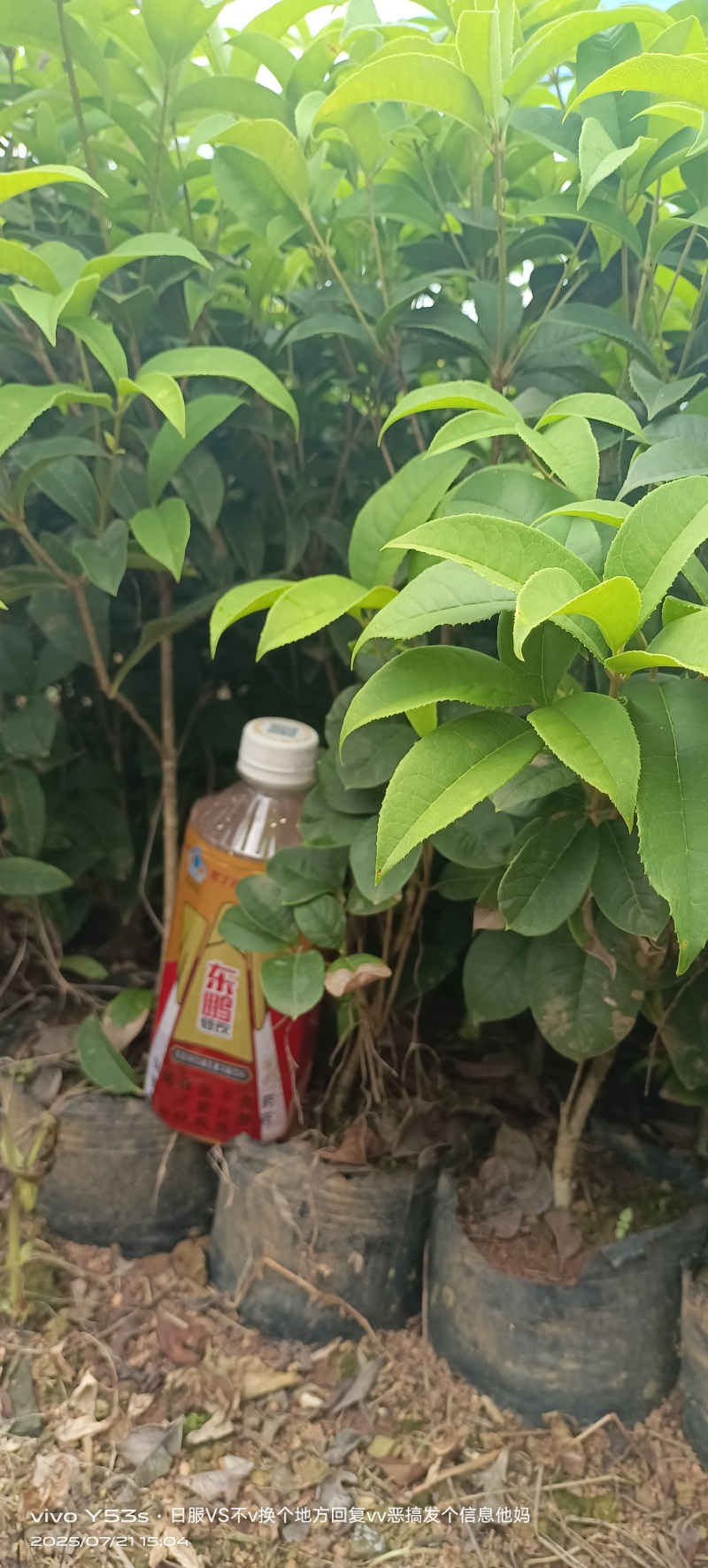 四季桂花小袋苗，圆叶四季桂小袋苗