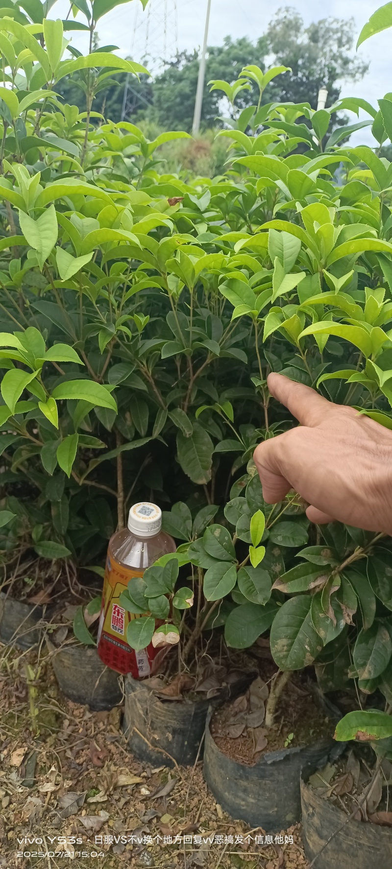 四季桂花小袋苗，圆叶四季桂小袋苗