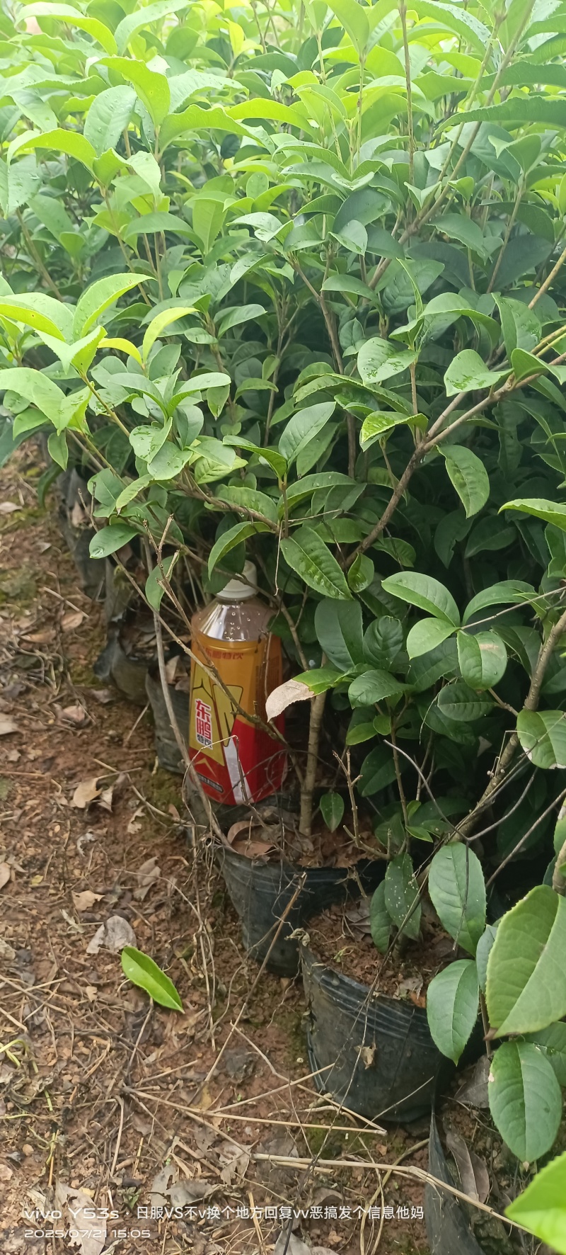 四季桂花小袋苗，圆叶四季桂小袋苗