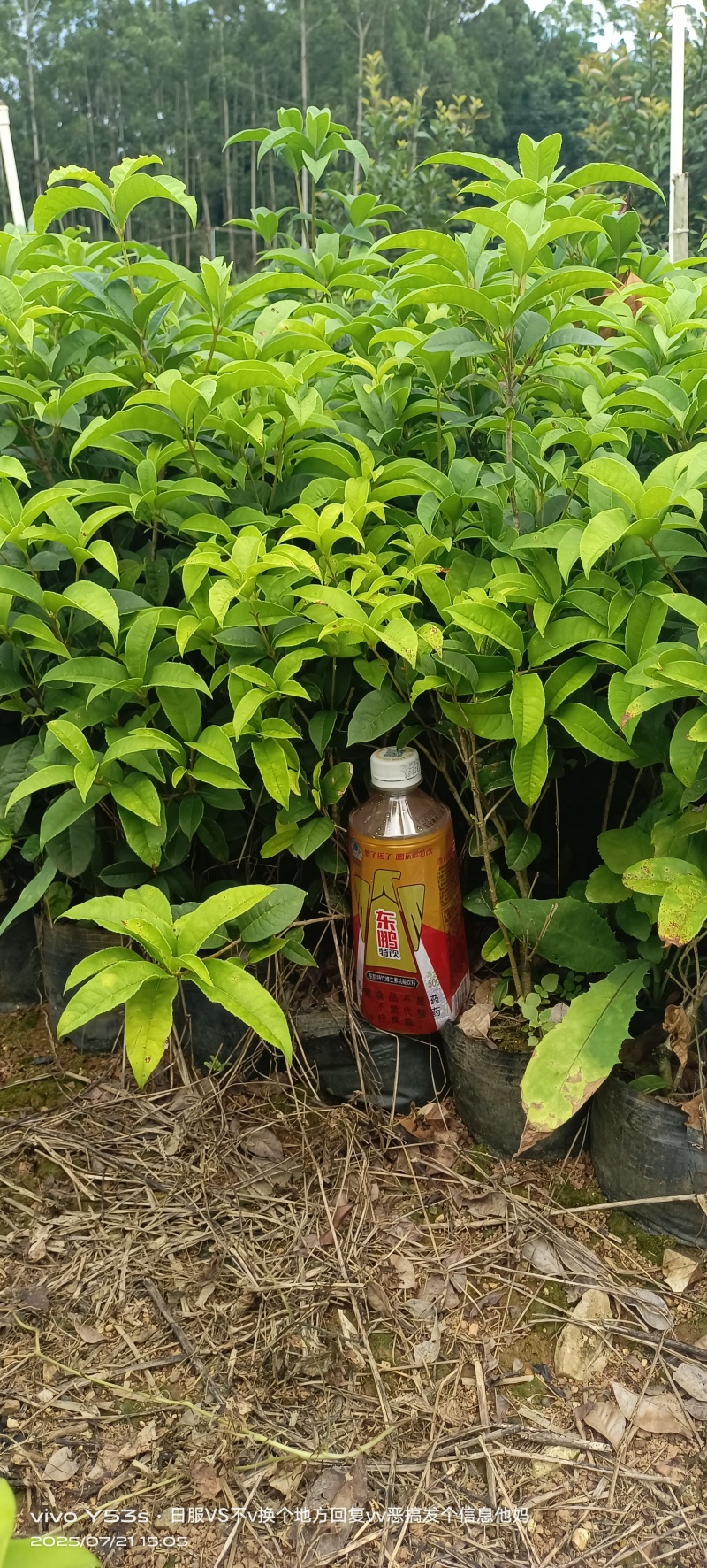 四季桂花小袋苗，圆叶四季桂小袋苗