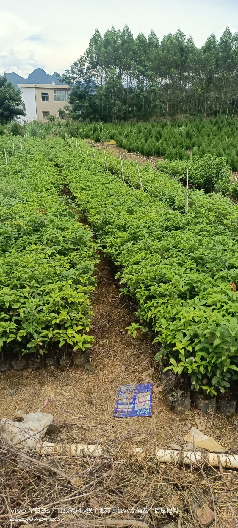 四季桂花小袋苗，圆叶四季桂小袋苗