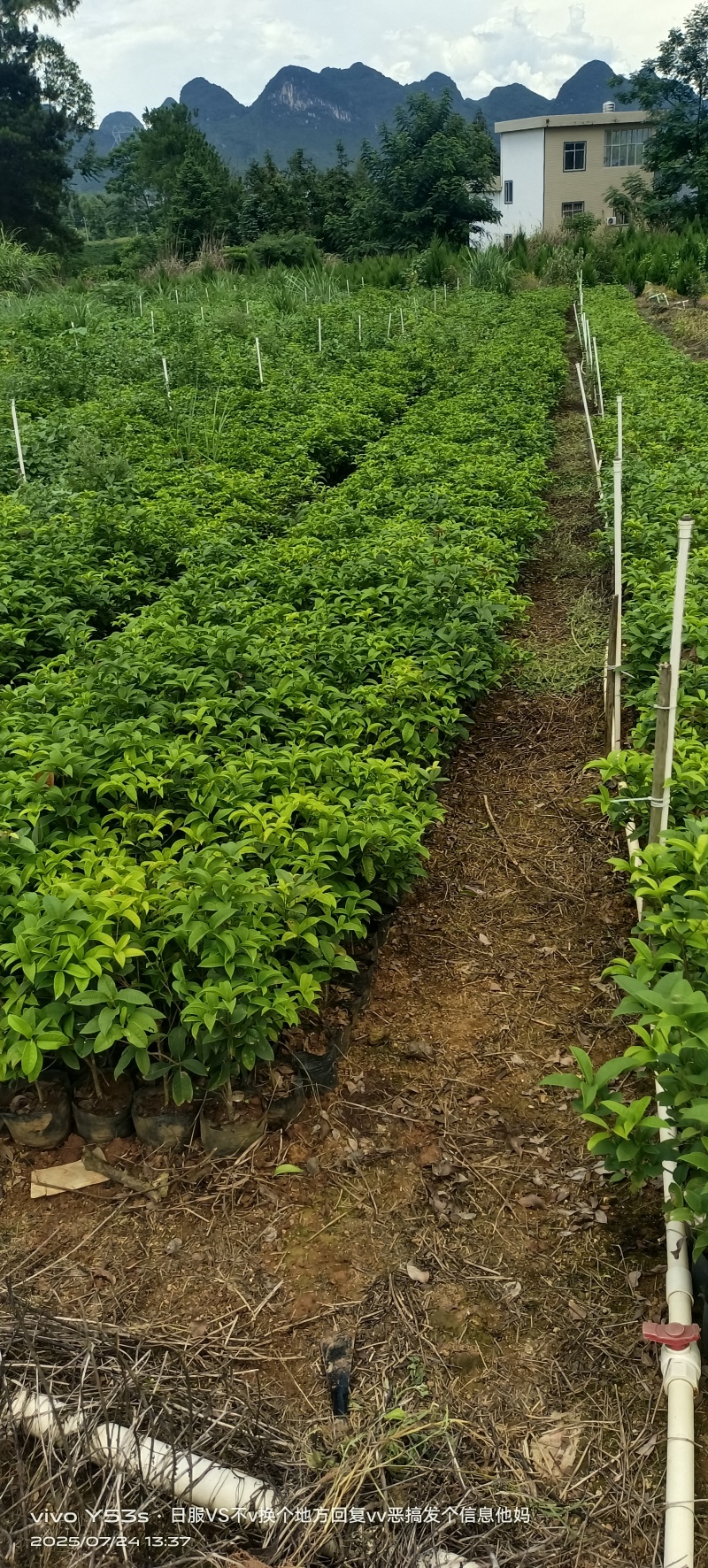 四季桂花小袋苗，圆叶四季桂小袋苗