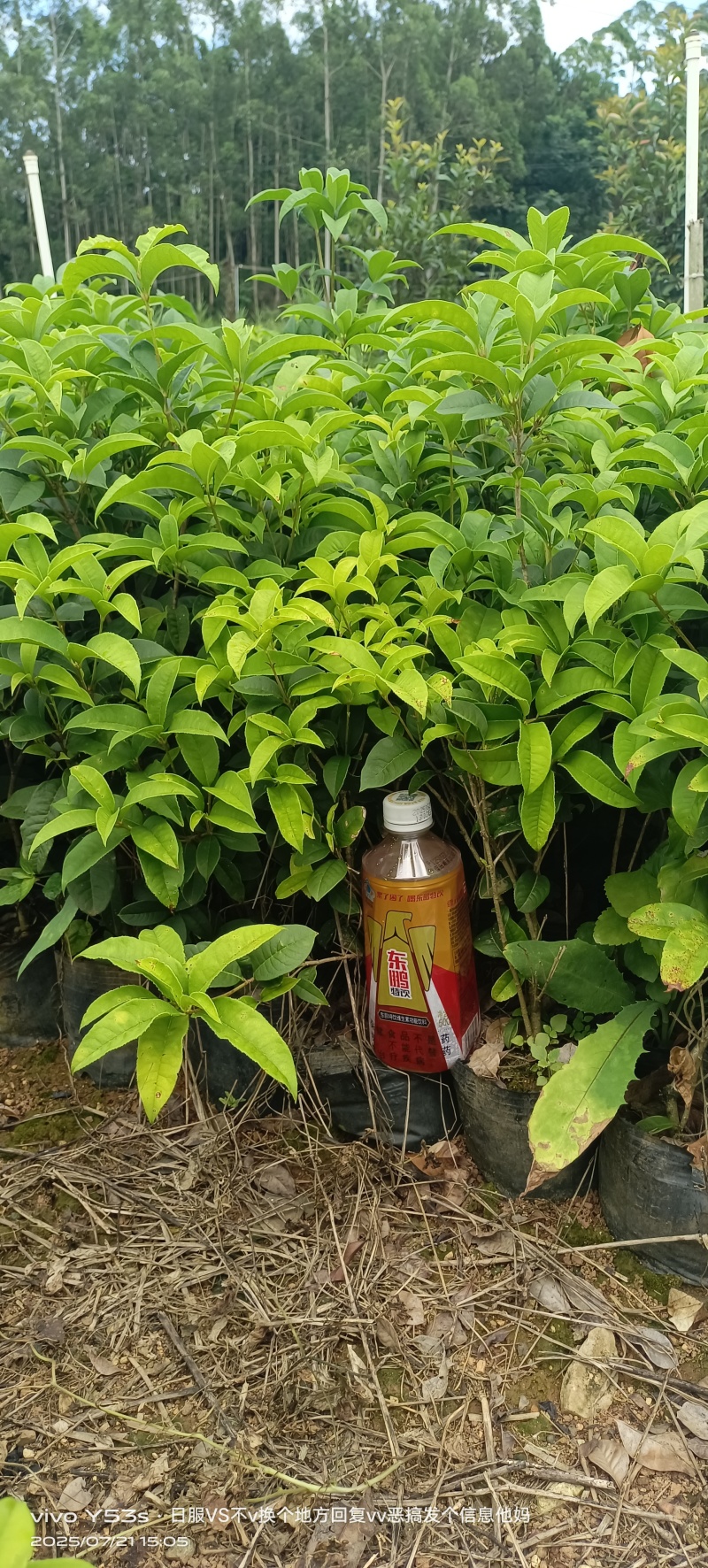 四季桂花小袋苗，圆叶四季桂小袋苗