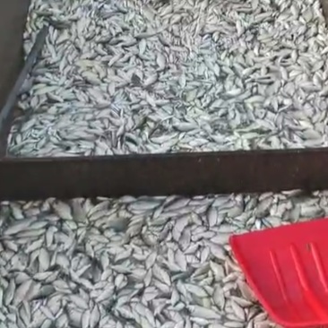 小杂鱼