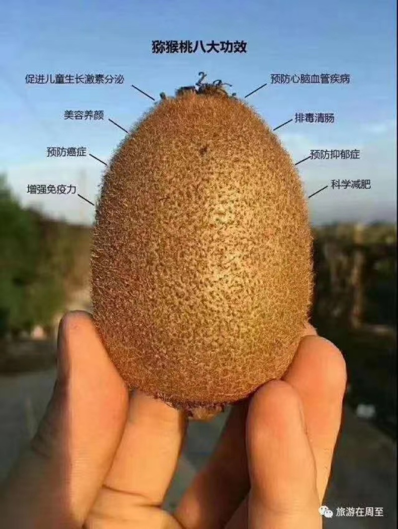 周至县猕猴桃上市