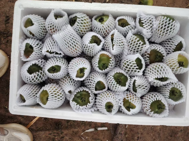 酸甜脆草莓番茄