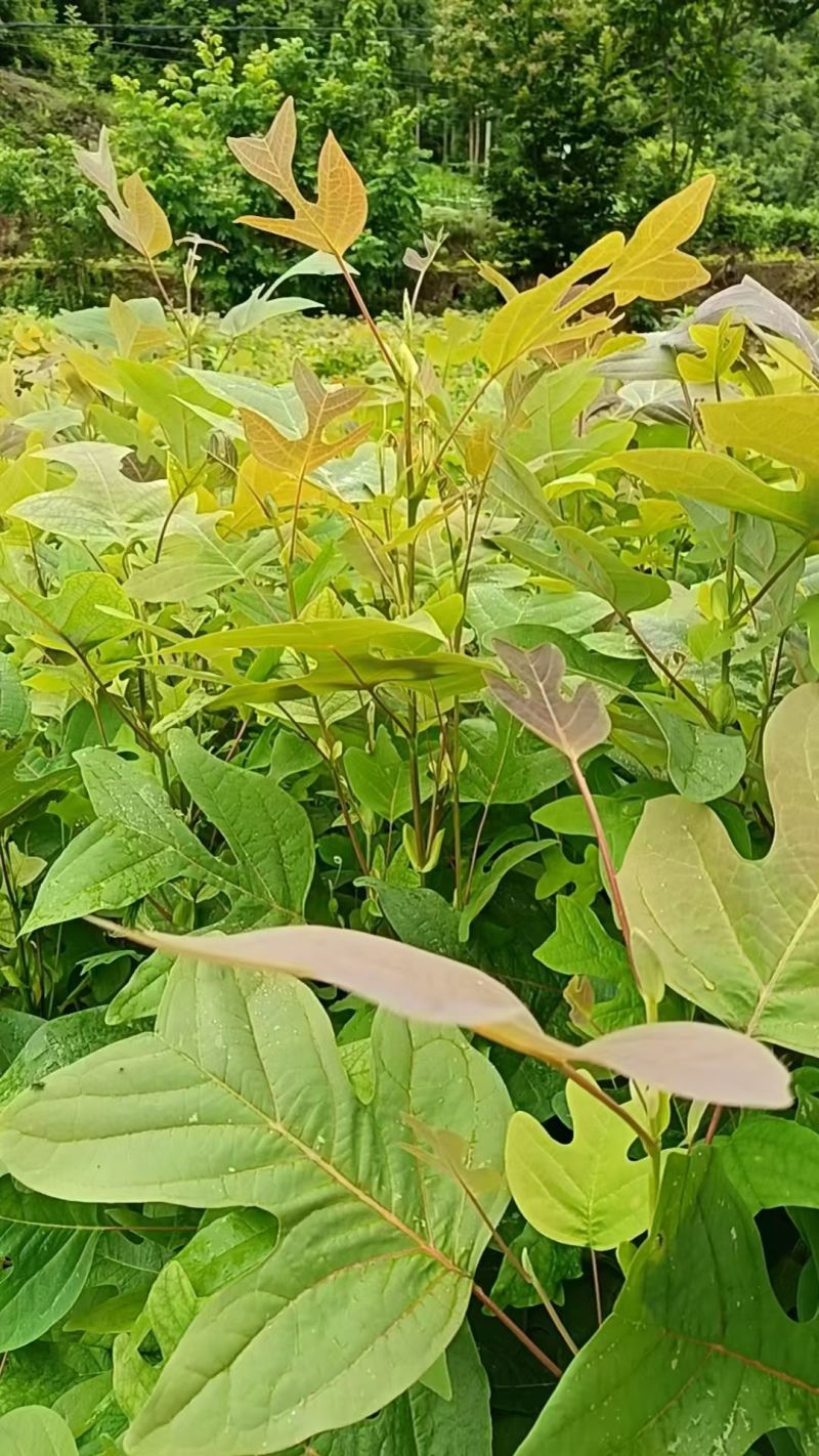 两年的苗