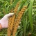 临沂沂水小米