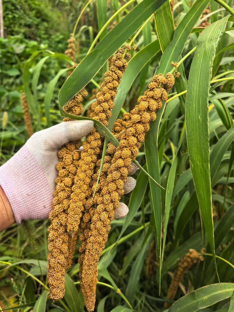 临沂沂水小米