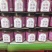 宁夏玫瑰花酱