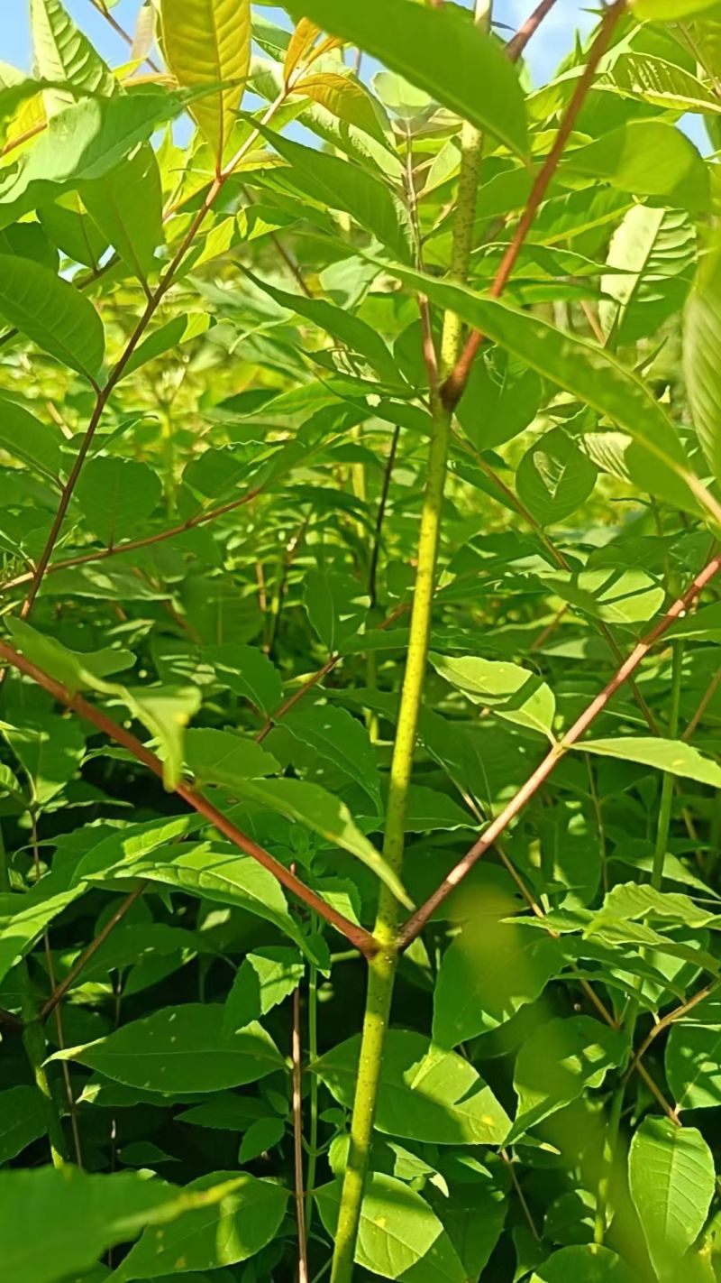 黄柏树苗货源稳定规格齐全原产地直送