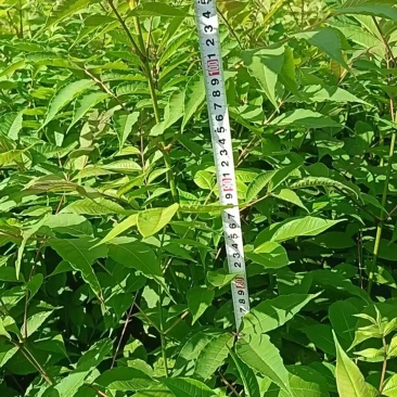 黄柏树苗货源稳定规格齐全原产地直送