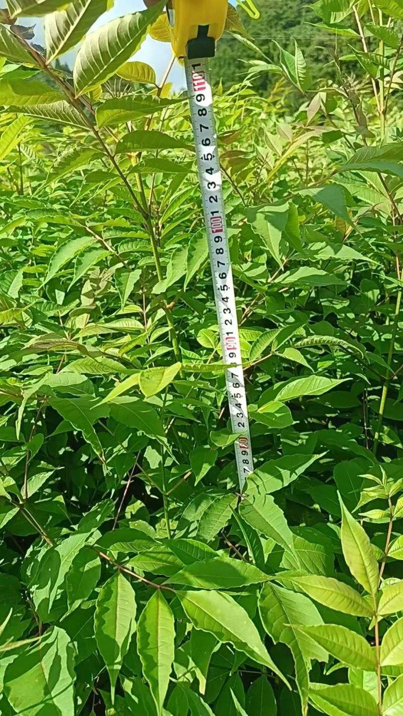 黄柏树苗货源稳定规格齐全原产地直送