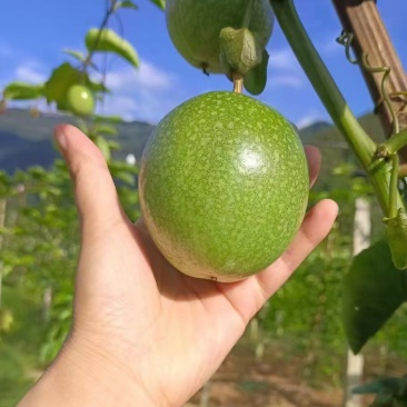 高山百香果