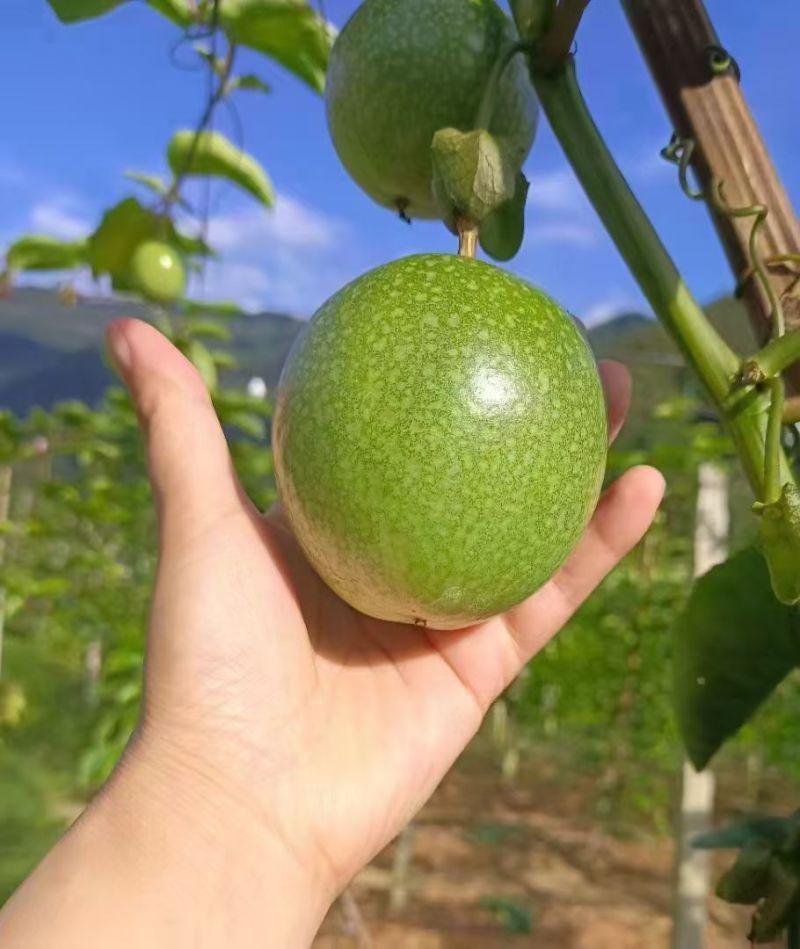 高山百香果