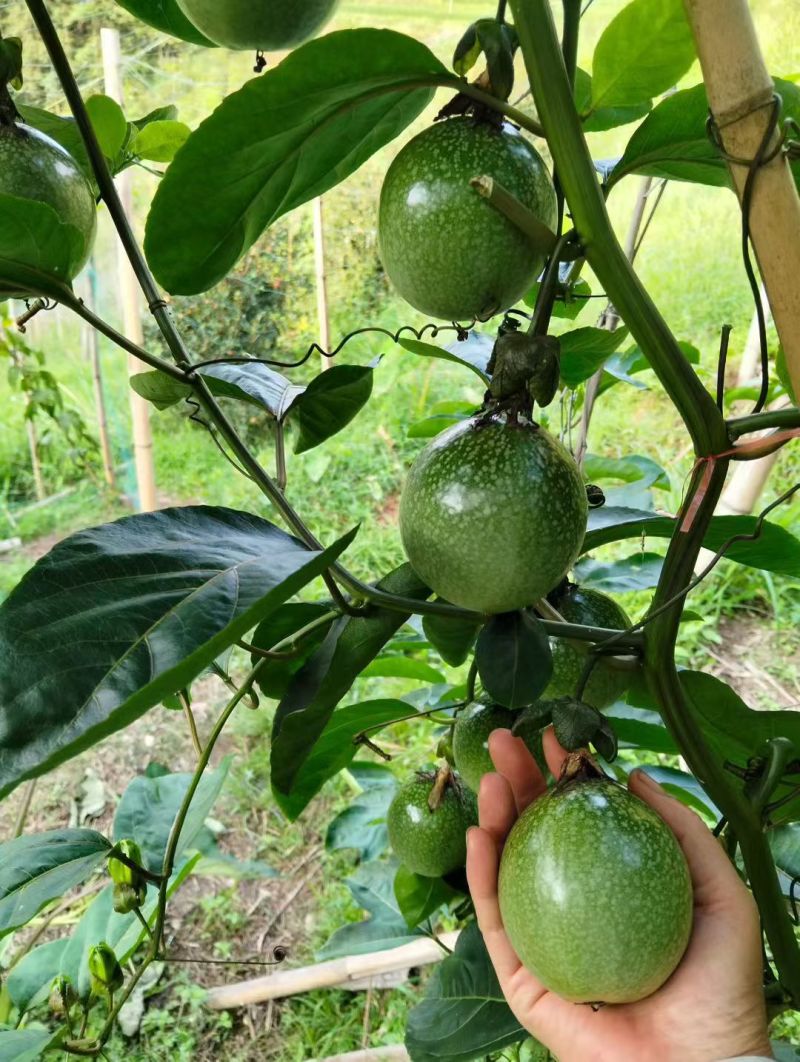 高山百香果