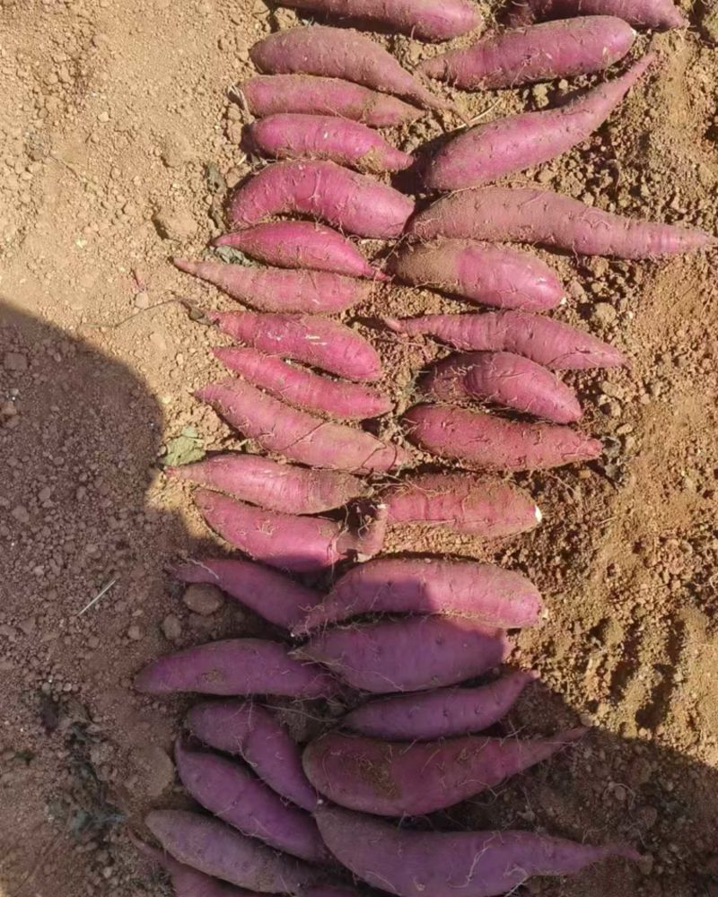 玛莎莉榴莲蜜薯10万斤2.5元包上车吉林省长岭县