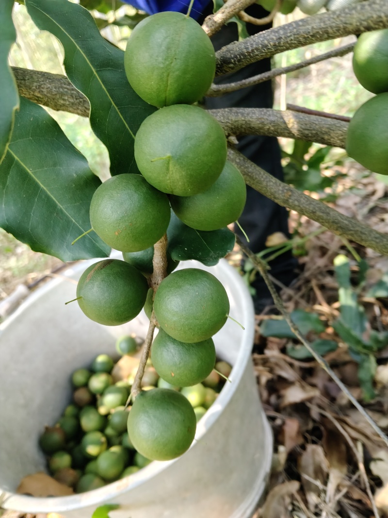 夏威夷果