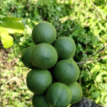夏威夷果