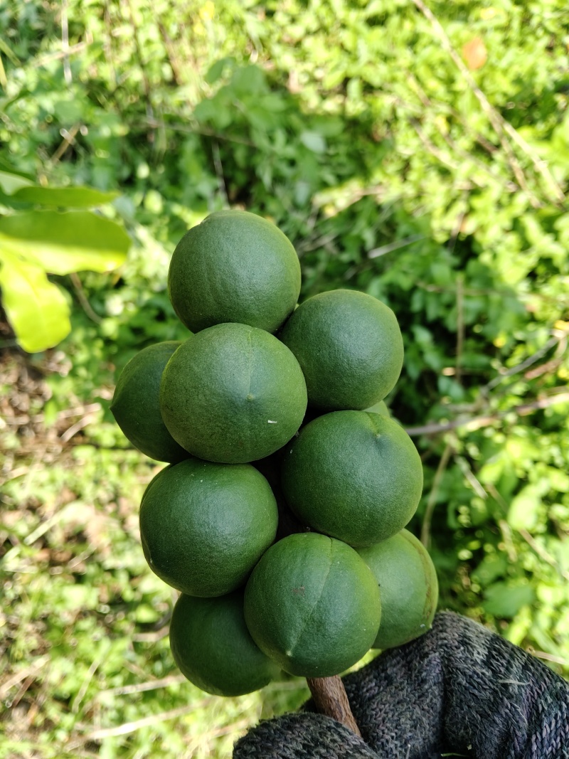 夏威夷果