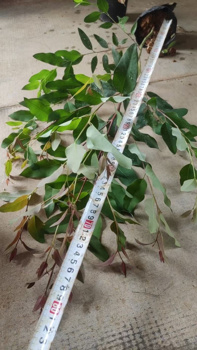 （28）（29）大杯桉树苗，90公分左右
