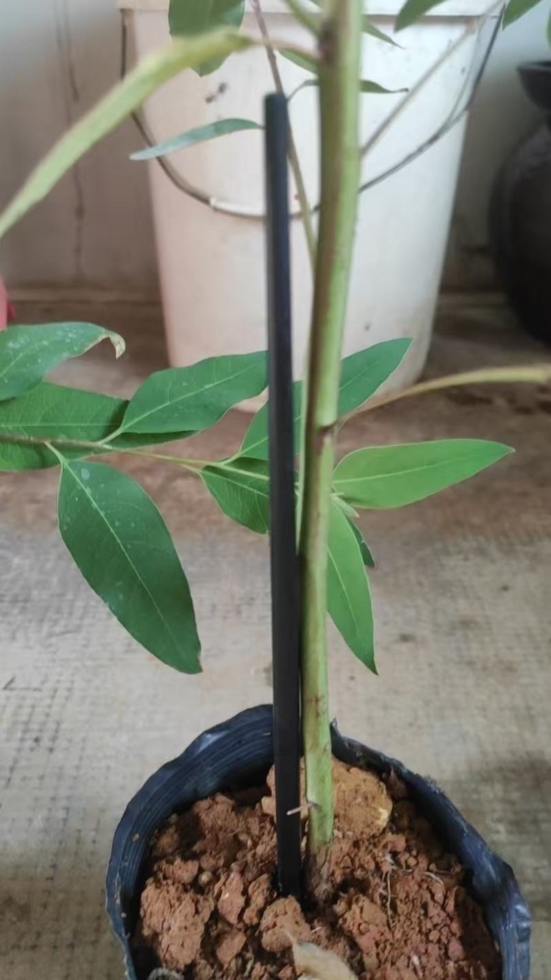 （28）（29）大杯桉树苗，90公分左右