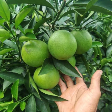 冰糖橙