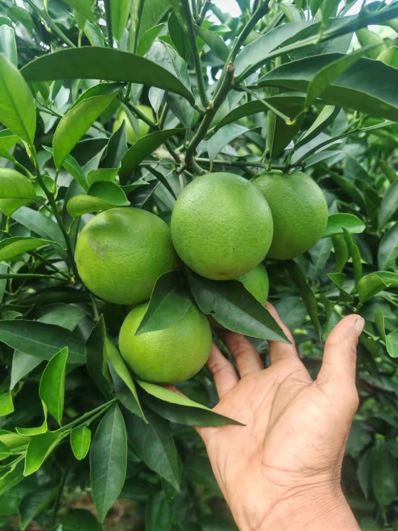 冰糖橙
