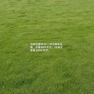 马尼拉草坪