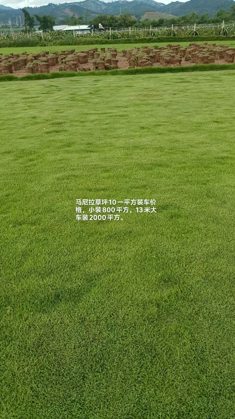 马尼拉草坪