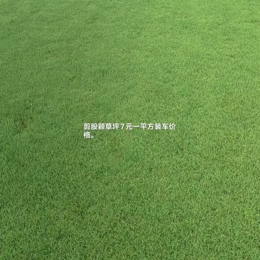剪股颖草坪