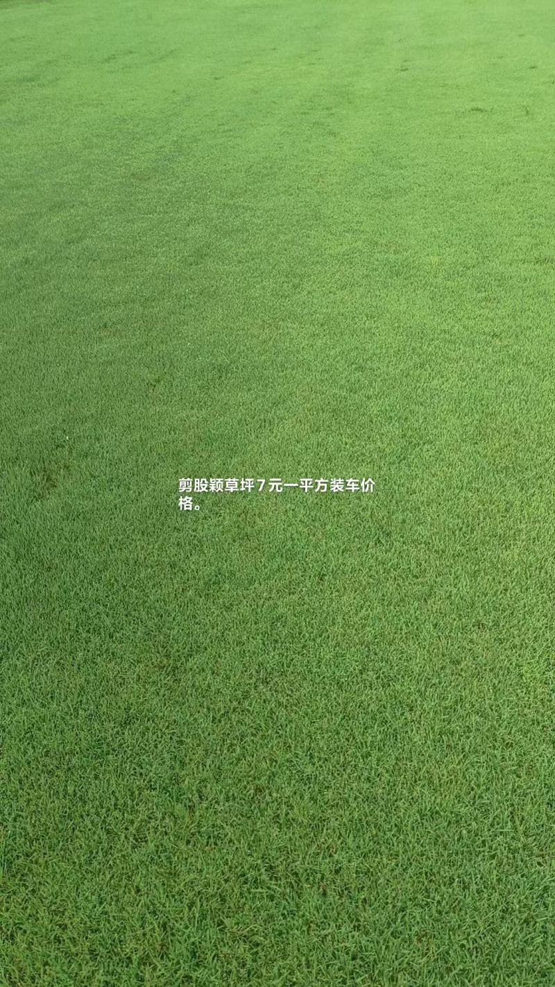 剪股颖草坪