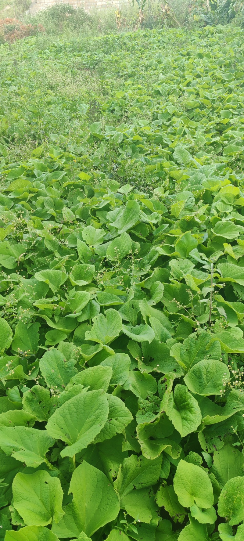 云木香播种苗