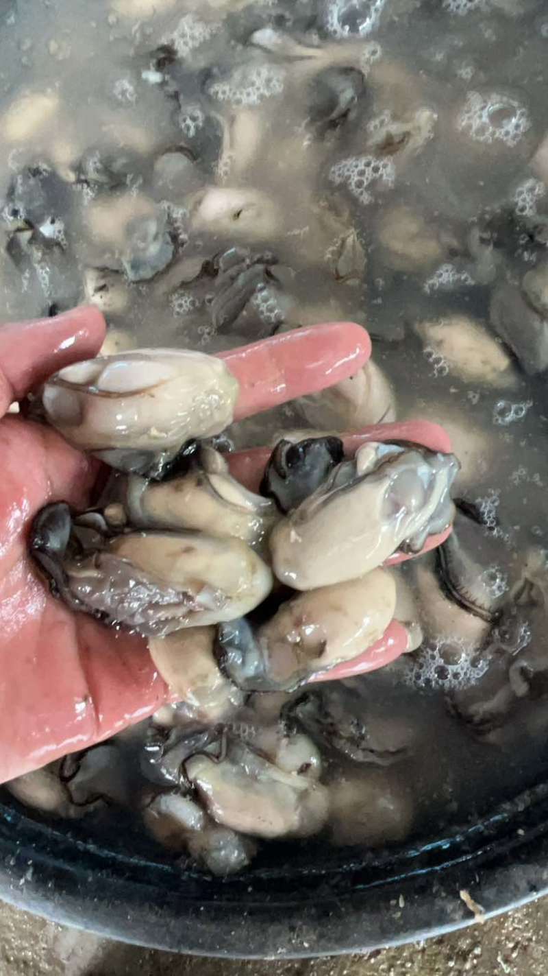 福建宁德霞浦牡蛎肉各个规格都有