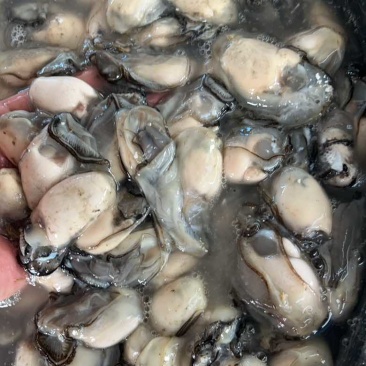福建宁德霞浦牡蛎肉各个规格都有