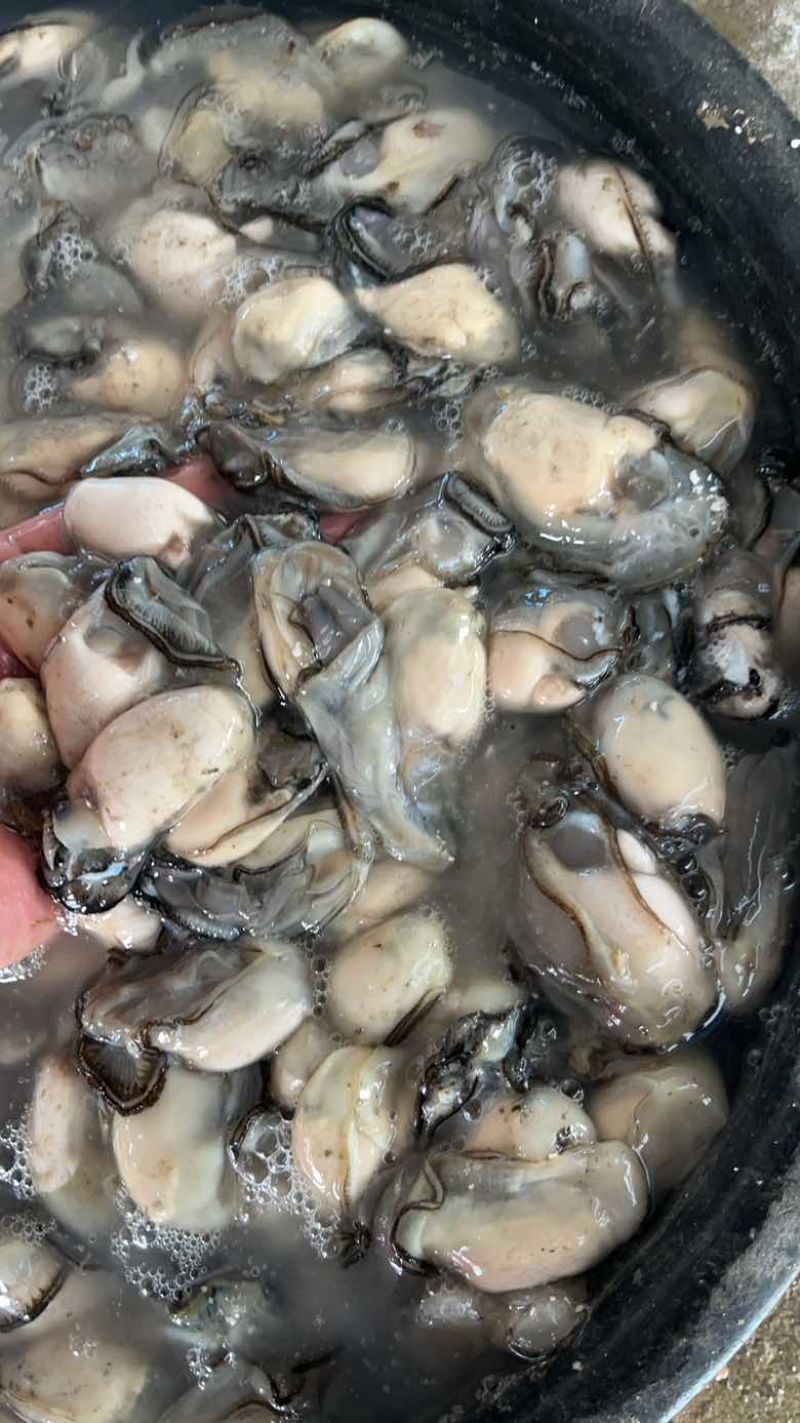 福建宁德霞浦牡蛎肉各个规格都有