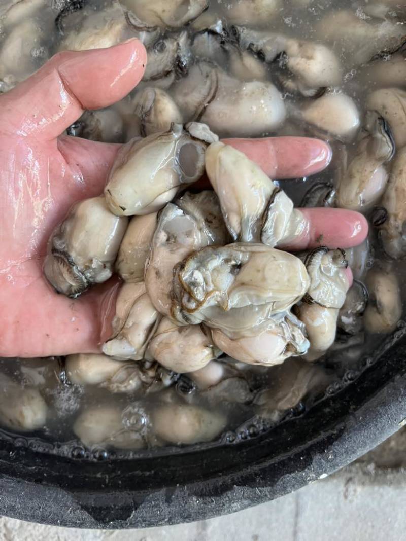 福建宁德霞浦牡蛎肉各个规格都有