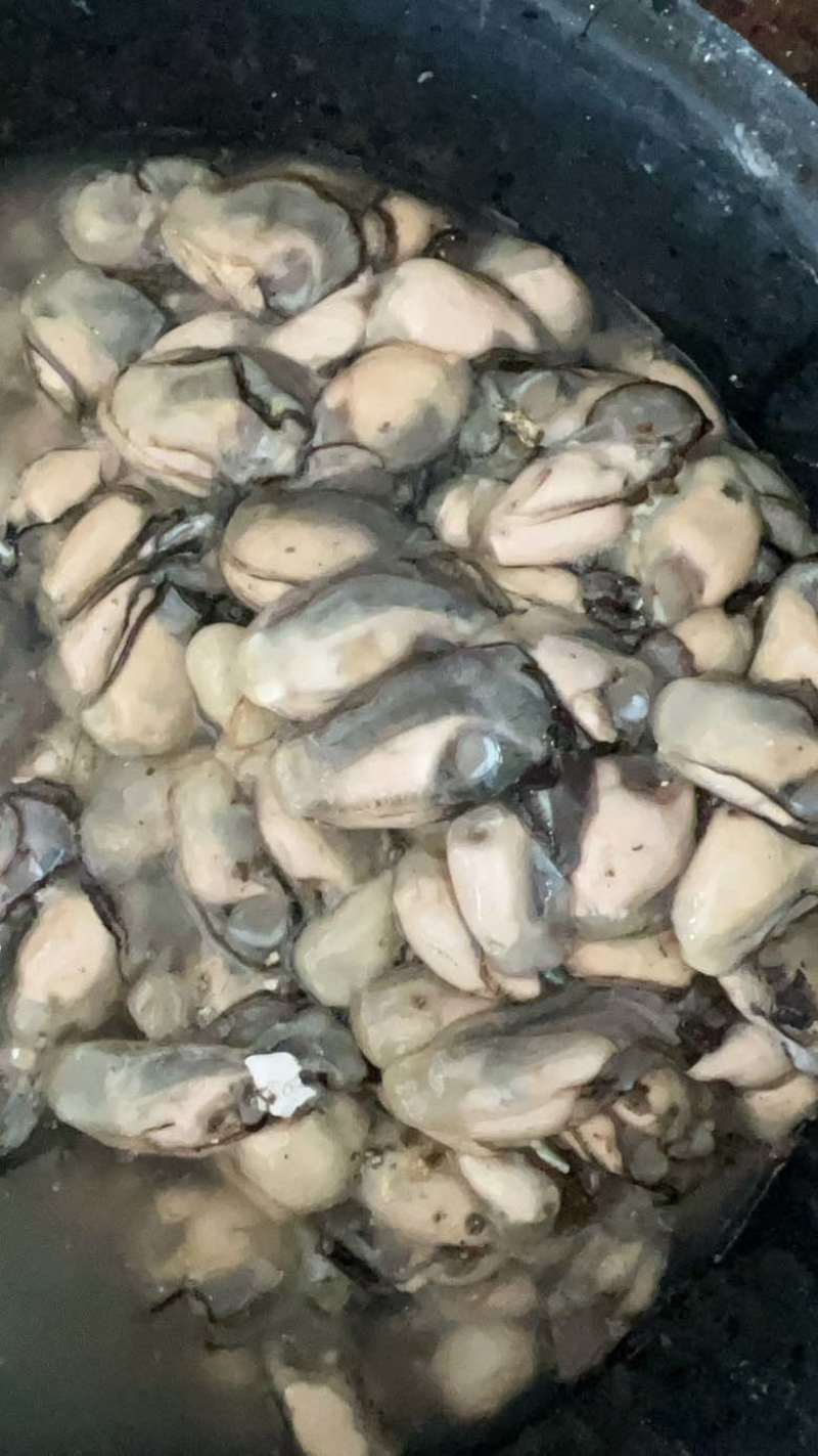 福建宁德霞浦牡蛎肉各个规格都有