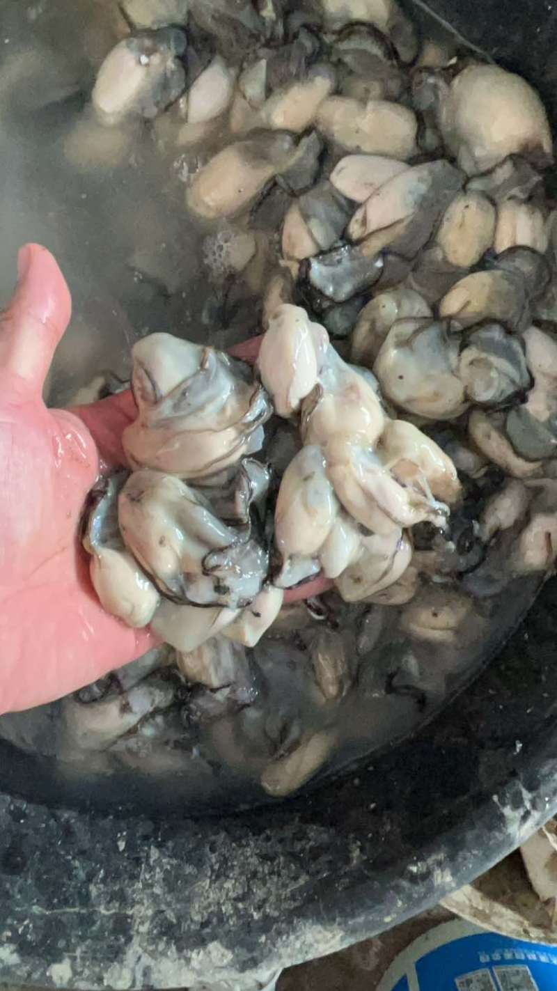 福建宁德霞浦牡蛎肉各个规格都有