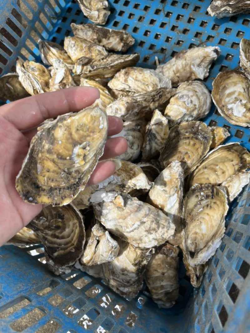 福建宁德霞浦牡蛎肉各个规格都有