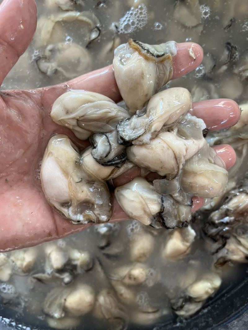 福建宁德霞浦牡蛎肉各个规格都有