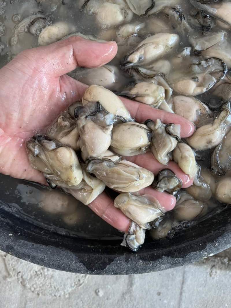 福建宁德霞浦牡蛎肉各个规格都有