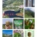 山东泰安市泰山一号弥猴桃